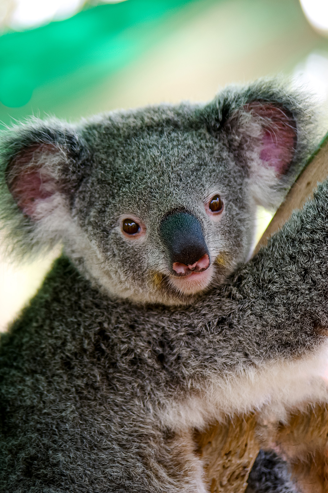 koala